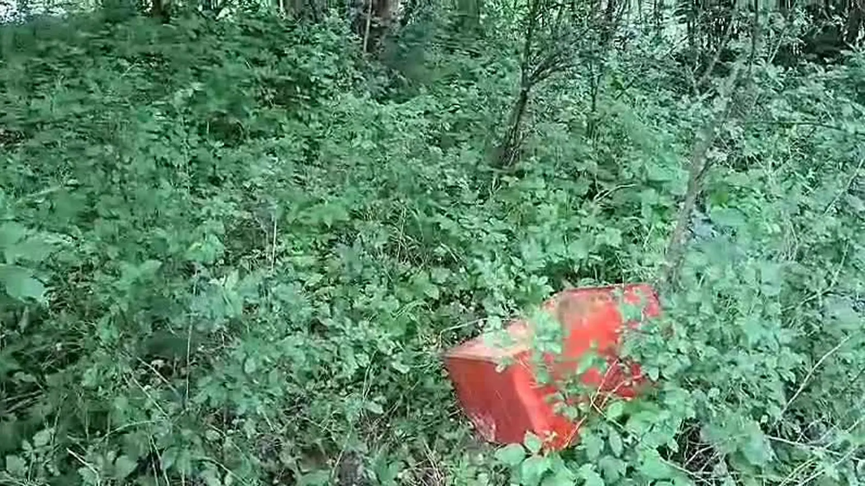 Medvedica s tromi mladými ničila včelie úle v obci Koňhora neďaleko Žiliny. Majiteľ Martin Ďurnek ich mal hneď za plotom iba 20 metrov od svojho domu. Šelma dostala chuť na med v noci.