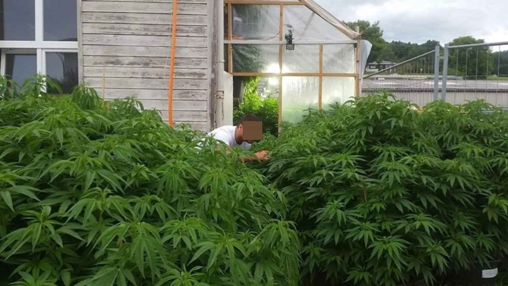 Miin exmanžel v záhone s rastlinami, z ktorých sa vyrába droga zvaná marihuana.