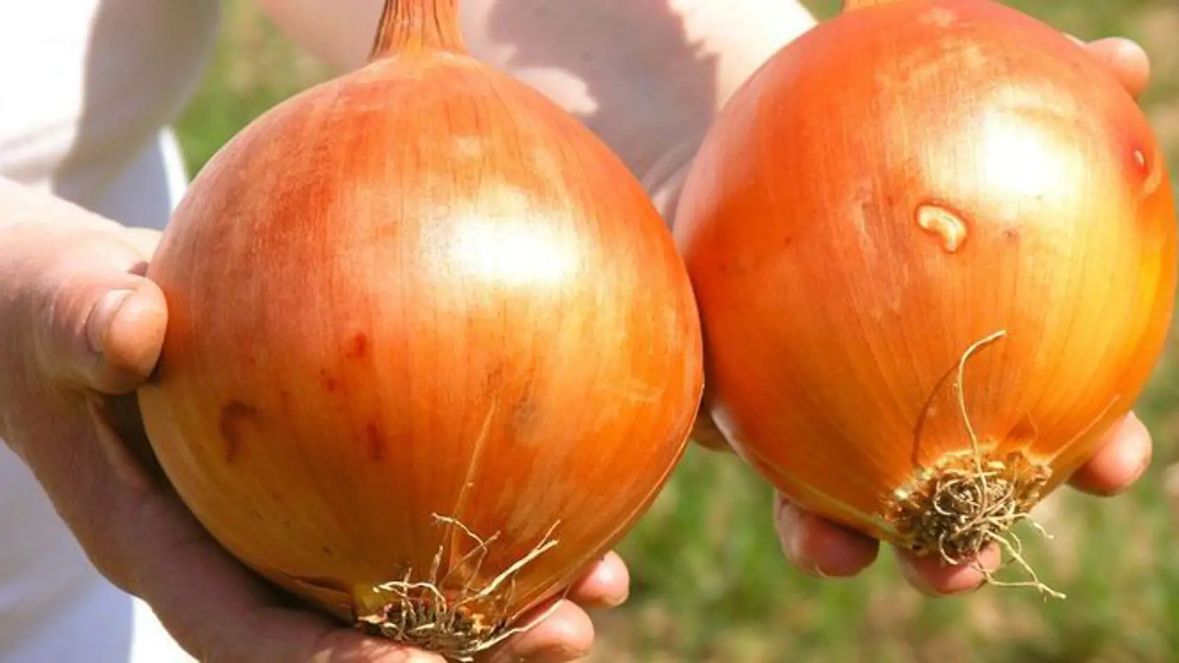 Cibuľa podporuje metabolizmus, stimuluje krvotvorbu, znižuje obsah cukru v krvi a podporuje trávenie.
