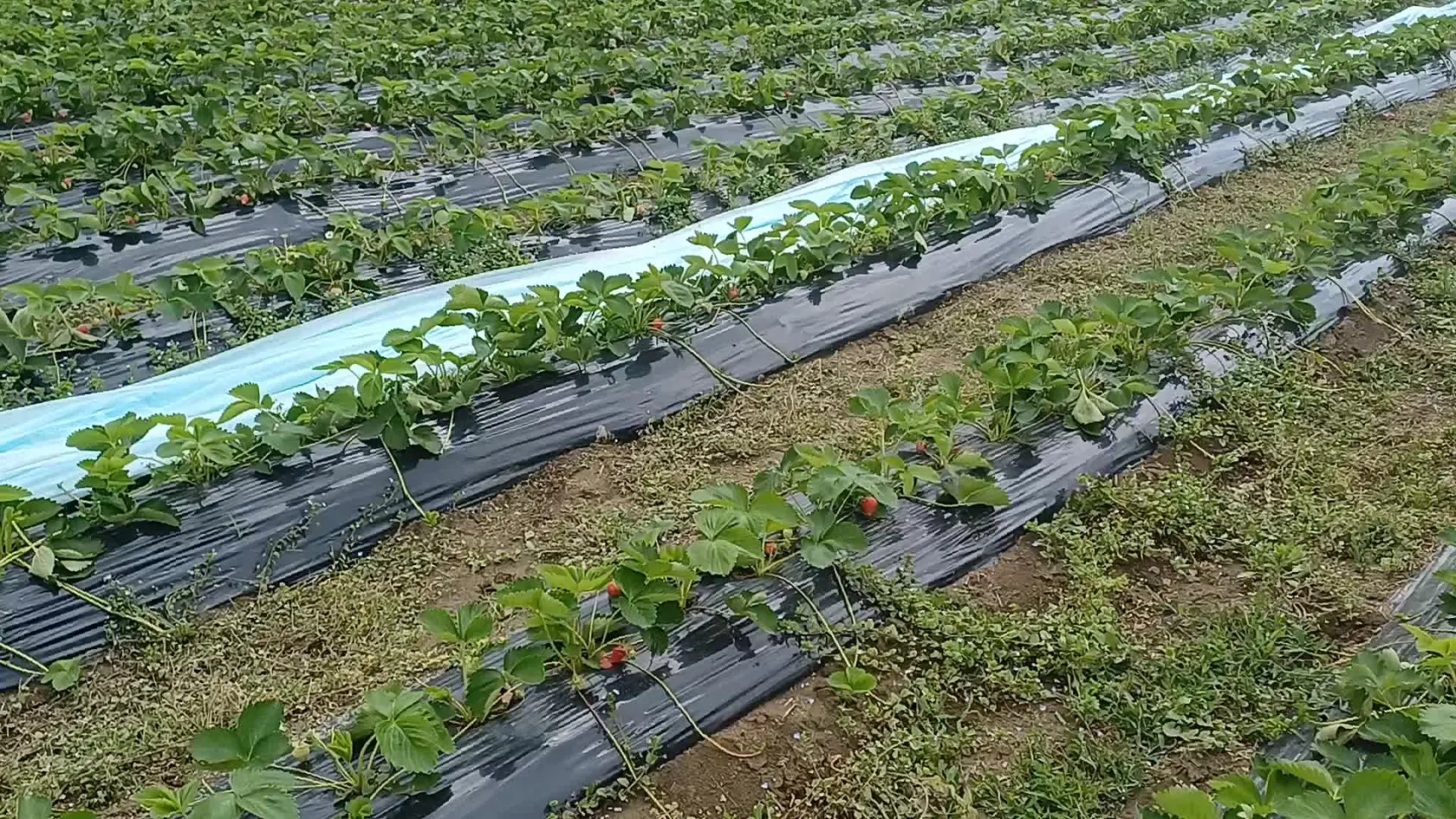 Asi v každom kúte Slovenska sa už začal prvý tohto ročný zber jahôd, dokonca už aj na severe pri Bytči. Natrháte si ich sami a dostanete jahody lacnejšie.
