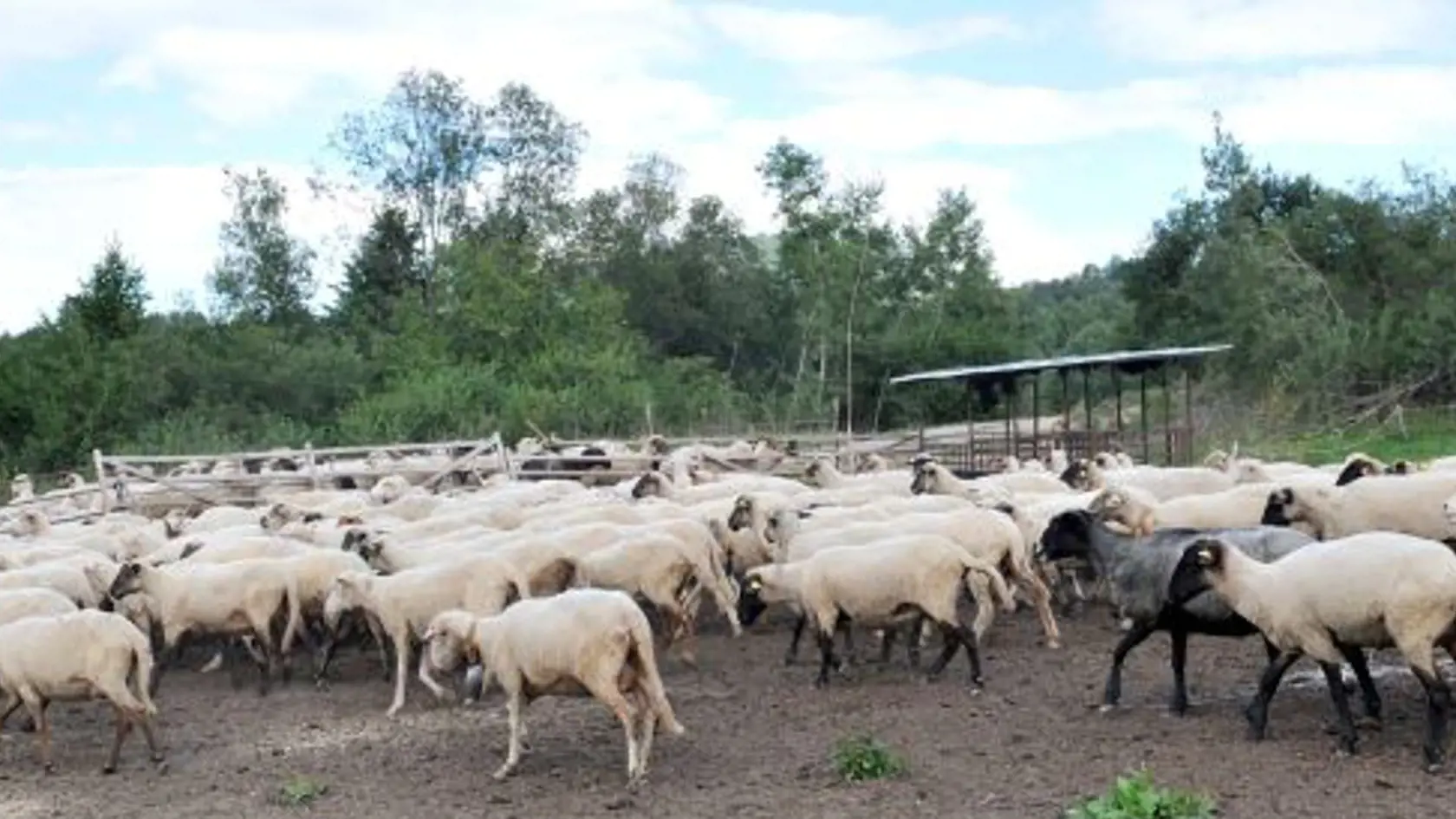 V Terchovej a  okolí sa rozširuje chov oviec, ktorých tu bolo v minulosti  všade dosť. Dnes prichádzajú ľudia na to, že ovčie mlieko a jeho produkty je veľmi zdravé. V Terchovej na Pánskych lúkach sa pasie od jari viac ako 400 oviec, o ktoré sa starajú nepretržite štyria chlapi.  Bača Štefán Snežník, valach Jozef Kiška a Jano Hanuliak a  Ondrej Snežník. Každý deň stávajú o 3.00 hod. a o 4.00 hod. už doja, čo trvá tri hodiny, potom ide jeden pásť a traja spracovávajú mlieko  na syr a oštiepky. Te