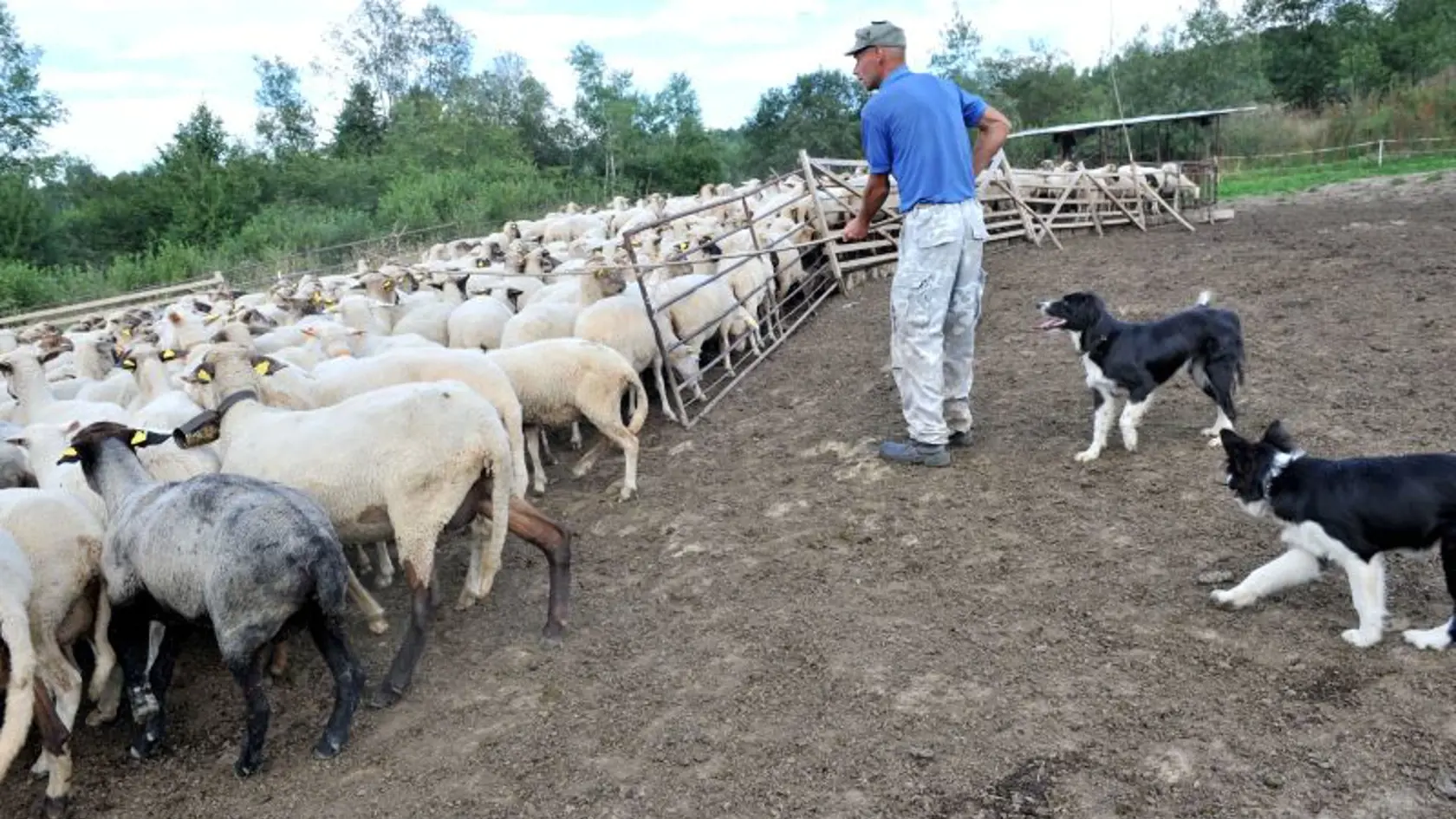 V Terchovej a  okolí sa rozširuje chov oviec, ktorých tu bolo v minulosti  všade dosť. Dnes prichádzajú ľudia na to, že ovčie mlieko a jeho produkty je veľmi zdravé. V Terchovej na Pánskych lúkach sa pasie od jari viac ako 400 oviec, o ktoré sa starajú nepretržite štyria chlapi.  Bača Štefán Snežník, valach Jozef Kiška a Jano Hanuliak a  Ondrej Snežník. Každý deň stávajú o 3.00 hod. a o 4.00 hod. už doja, čo trvá tri hodiny, potom ide jeden pásť a traja spracovávajú mlieko  na syr a oštiepky. Te
