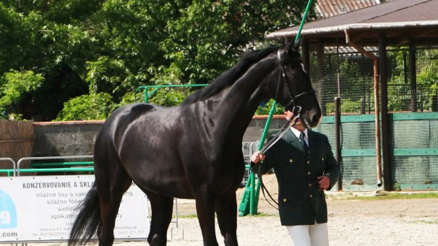 8 330 eur - NAJDRAHŠÍ
V TOPOĽČIANKACH:
Classical Dancer
je vzácny slovenský
teplokrvník a aj on bol
na dražbe na predaj.