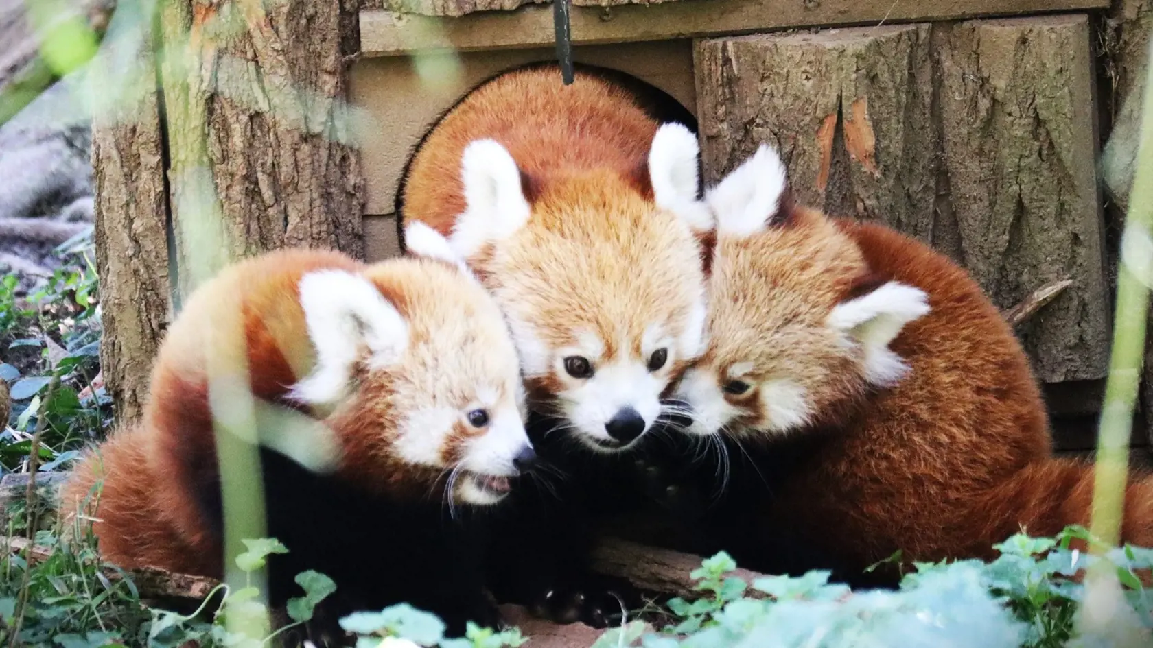  Tento okamih, keď sa Bambu stala mamou, sa zapísal medzi najkrajšie spomienky minulého roka.
