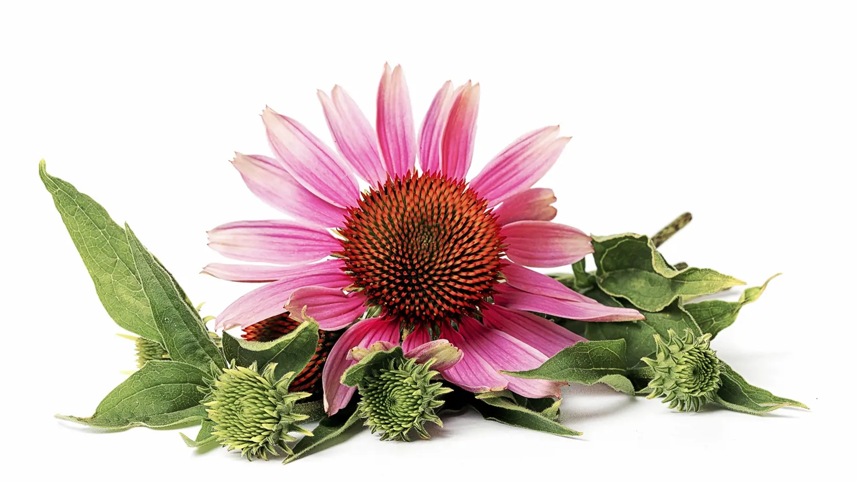 flower of medicinal echinacea plant on white background