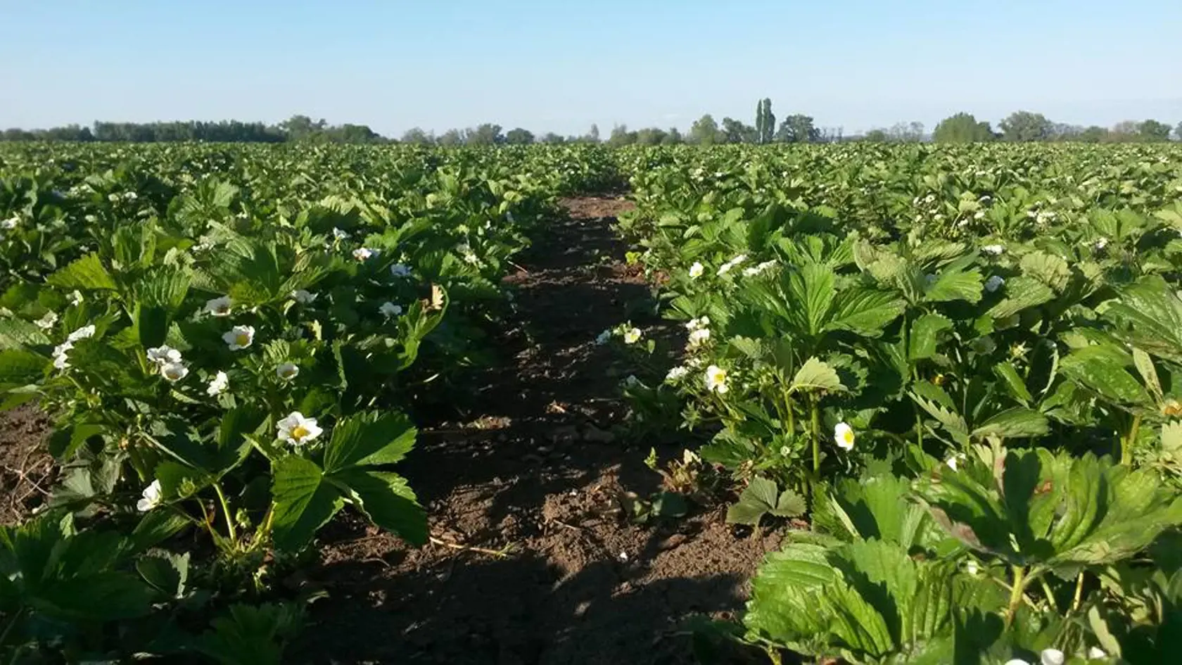 Slováci využili pekné počasie a rozhodli sa navštíviť samozber v obci Vlčkovce neďaleko Trnavy.