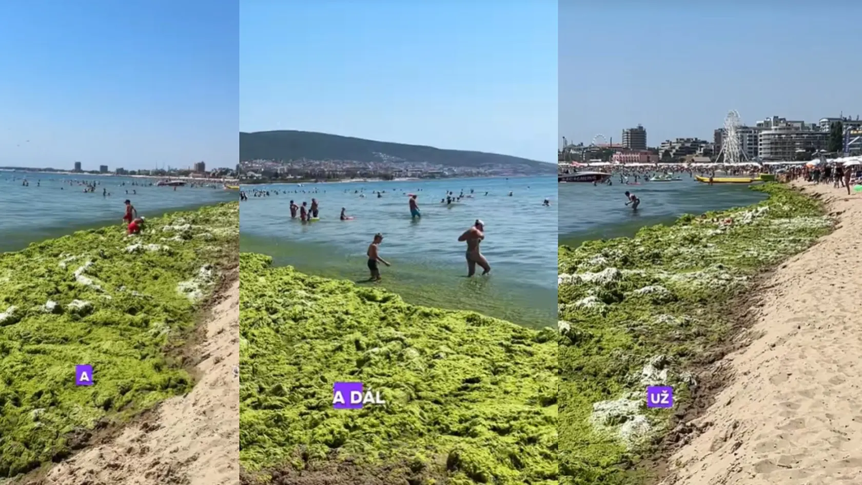 Známu pláž na Slnečnom pobreží v Bulharsku zaplavilo extrémne veľa rias.
