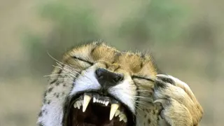 Gepard nám predviedol, aké krásne zúbky má.