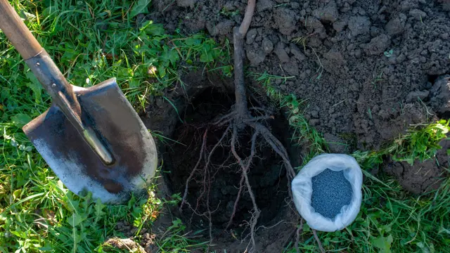 Ak to počasie dovolí, hneď po rozmrznutí pôdy pokračujte vo vysádzaní jadrovín, kôstkovín a drobného ovocia. 