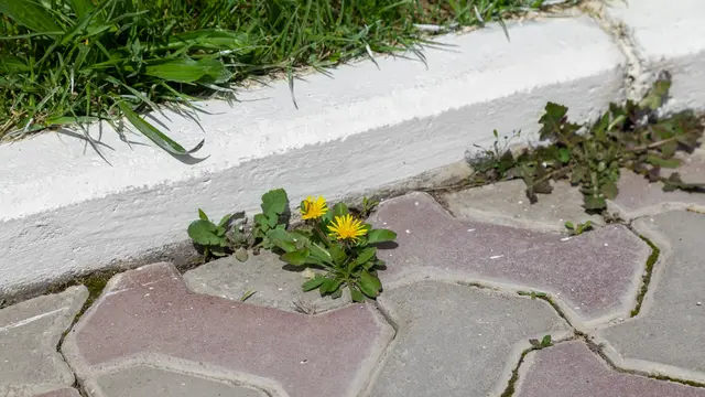 Ako prakticky využiť popol doma aj v záhrade?