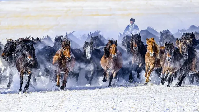 Pláňami čínskeho Vnútorného Mongolska sa preháňa pastier so stádom koní.