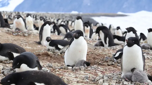 Adelie,Penguin,Colony,In,Cape,Hallett
