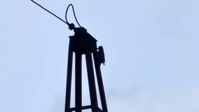 ďateľ vábi samičky
