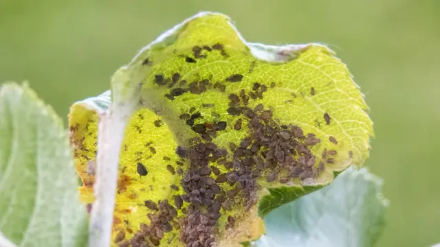 Vošky vylučujú veľké množstvo lepkavej tekutiny známej ako medovica. Táto sladká limonáda kvapká na rastliny, priťahuje mravce a podporuje rast plesní na listoch.