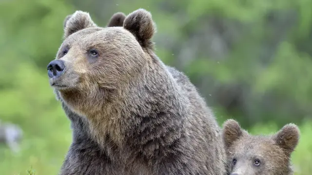Ako sa vyhnúť medveďovi a čo robiť, keď to nevyjde