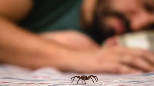 poisonous spider over person arm, poisonous spider biting person, concept of arachnophobia, fear of spider. Spider Bite.