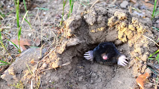 Zemina, ktorú krt vyhrabáva na povrch v podobe krtincov, je tej najvyššej kvality. Pochádza z hĺbky 30 až 40 cm, je krásne prevzdušnená a pripravená na použitie pre prvé jarné výsevy.