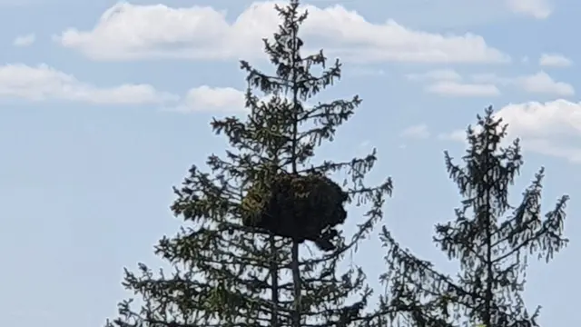 Ženy zaujímalo, čo sa nachádza na strome.