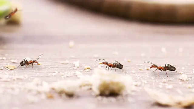 Mravcom stačí malá omrvinka, aby sa vybrali na návštevu do vašej domácnosti.
