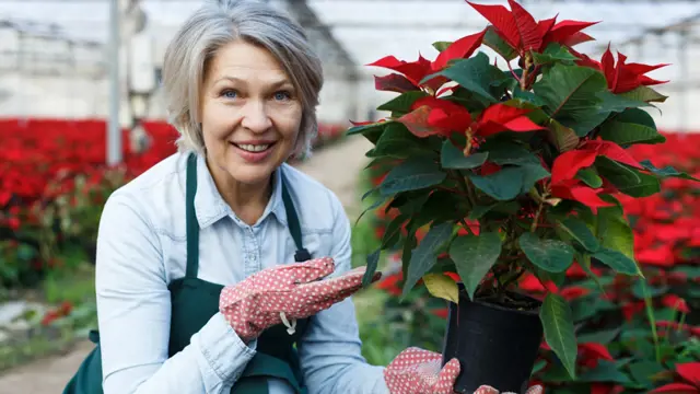 Mature woman florist holding potted Euphorbia pulcherrima (poinsettia) in glasshouse, satisfied with her plants