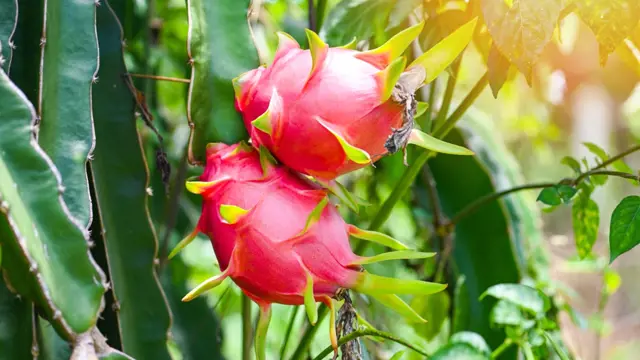 Dračie ovocie, známe aj ako pitahaya alebo pitaya, je exotické ovocie pochádzajúce z kaktusových rastlín rodu Hylocereus a Selenicereus. Má jedinečný vzhľad s jasne ružovou alebo žltou šupkou a bielou alebo červenou dužinou posiatou malými čiernymi semienkami.