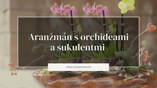 Aranžmán s orchideami a sukulentmi