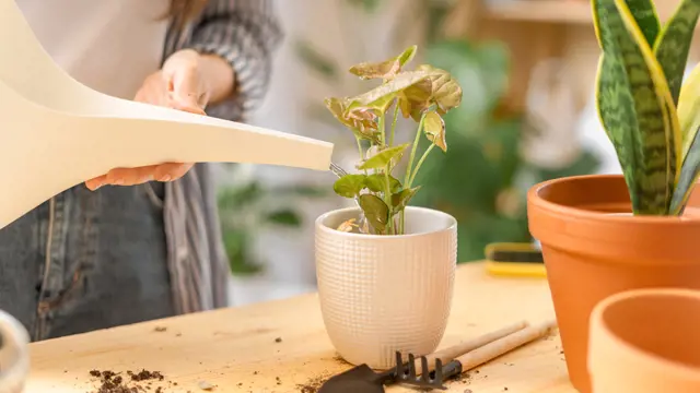 V zime izbové rastliny nevyžadujú hnojenie, pretože sú v období vegetačného pokoja. Ich rast sa spomaľuje a nadbytočné živiny môžu poškodiť ich korene.